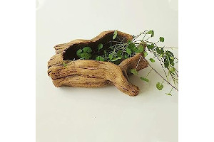 61tFQVj+wDL._AC_UL320_