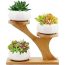 Macetas Decorativas Con Cactus