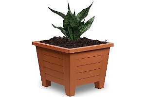 Macetas Grandes Para Ficus